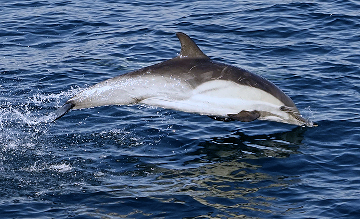 dolphin jumping over ocean surface
